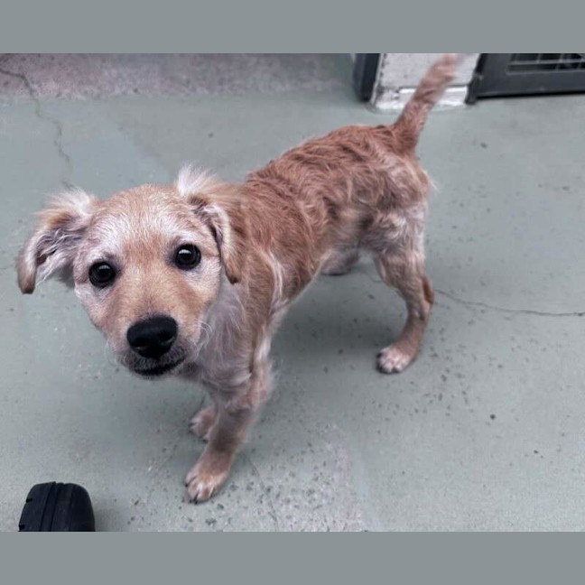 Photo of Chip
