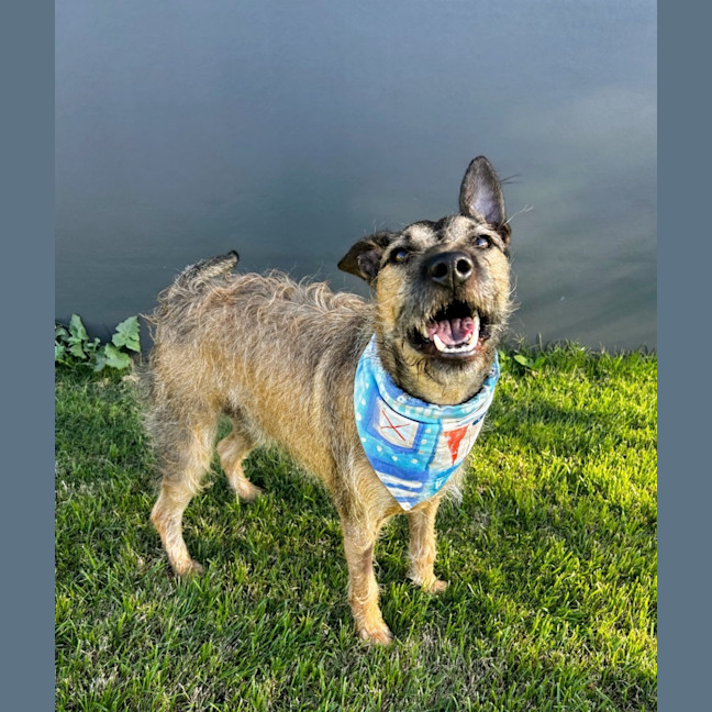 Photo of Noah *$250 Adoption Fee*