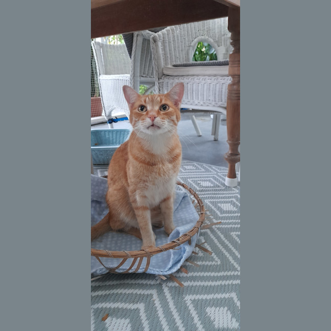Photo of Flynn