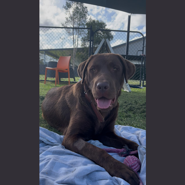 Photo of Bear