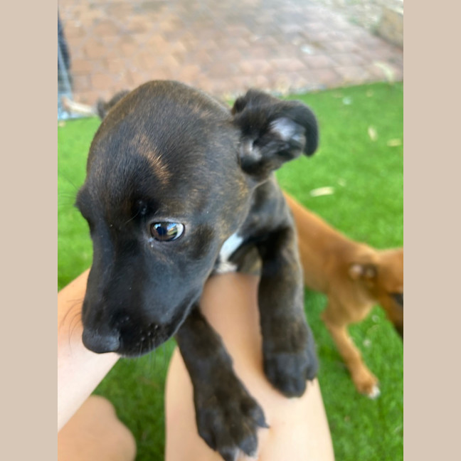 Photo of Pepper