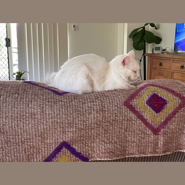 Photo of Elsa