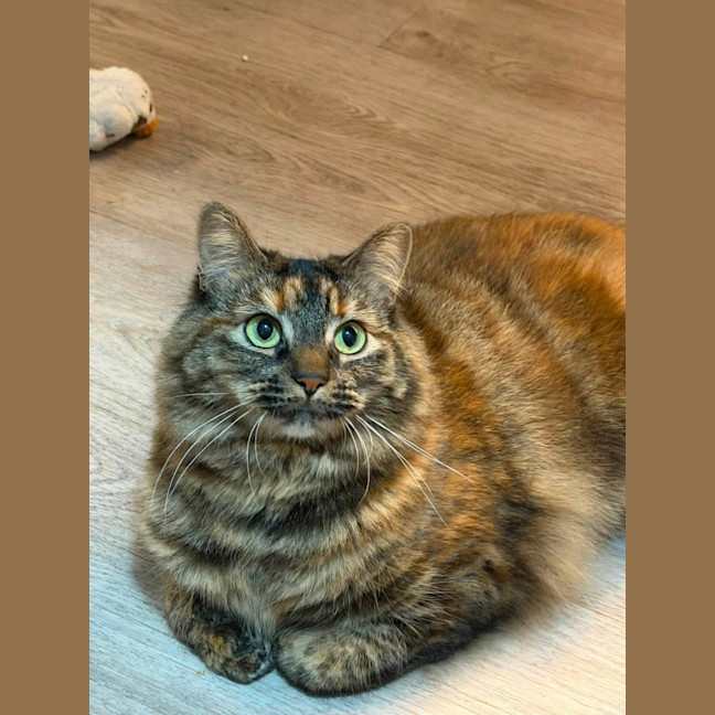 Photo of Juniper 
