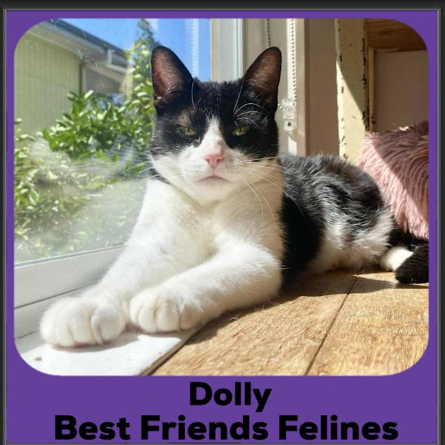 Photo of Dolly 