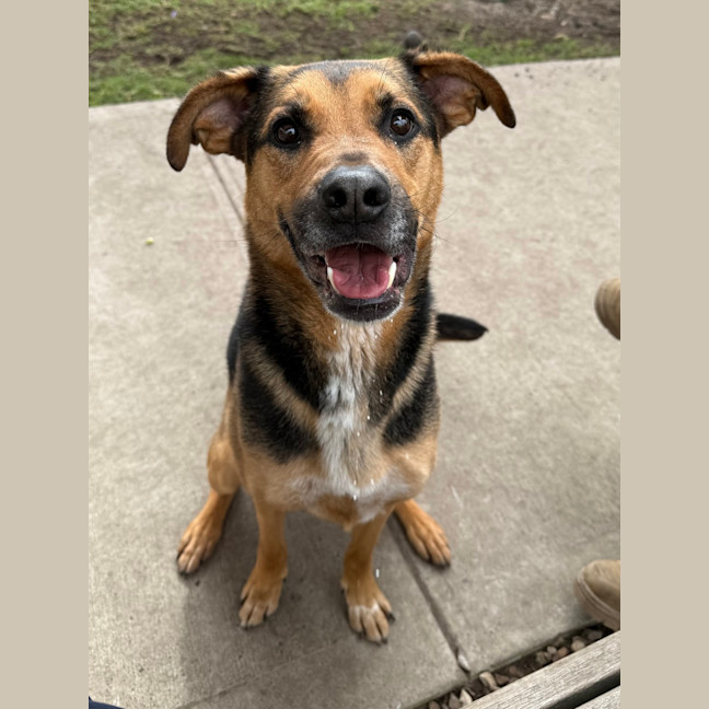 Photo of Ollie (Eddie)