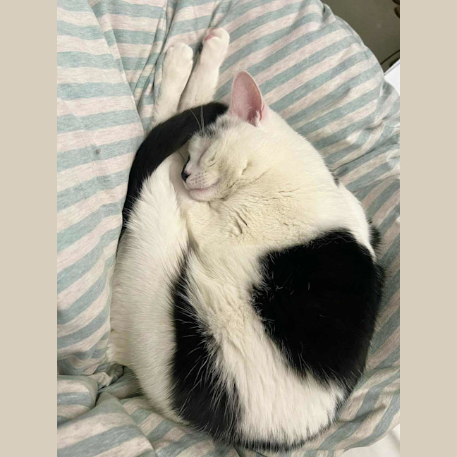Photo of Moo Moo