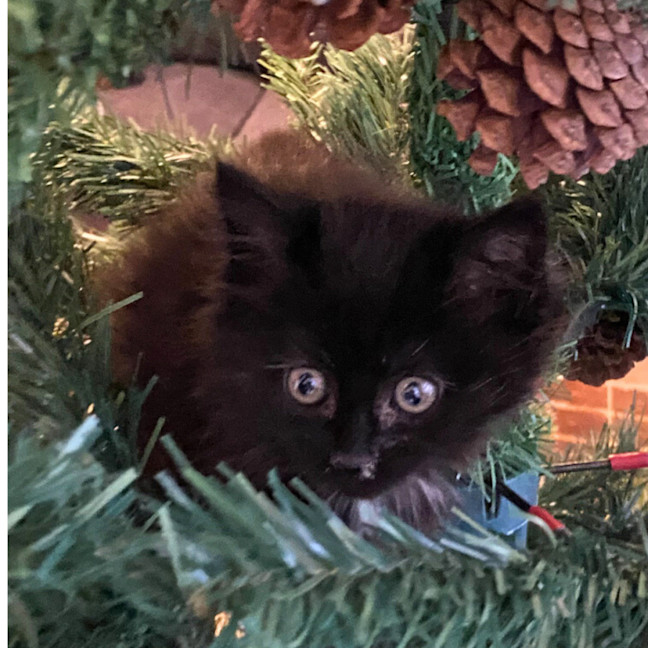 Photo of Raven