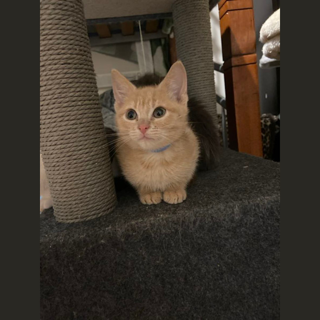 Photo of Whethers Original 