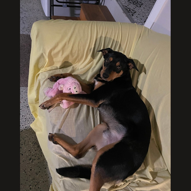 Photo of Rusty   1.5 Year Old Kelpie