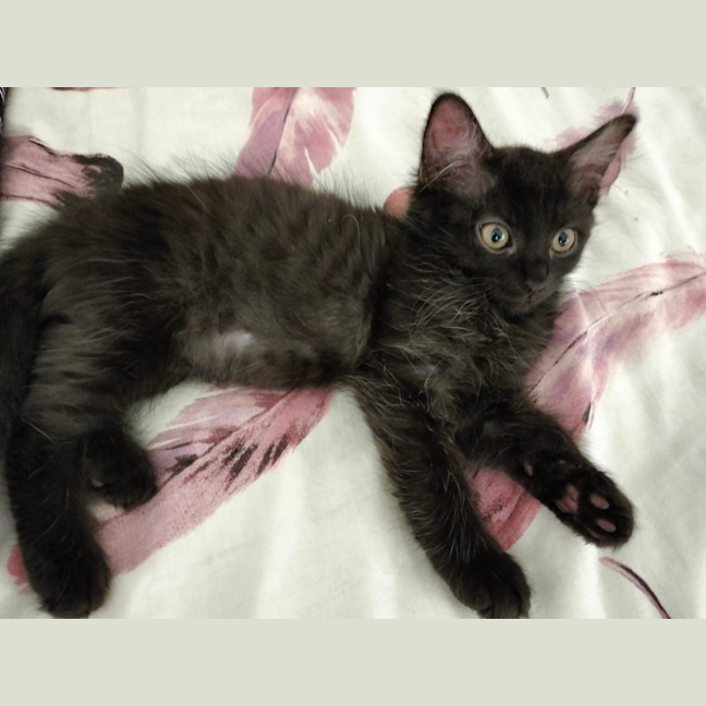 Photo of Cookie