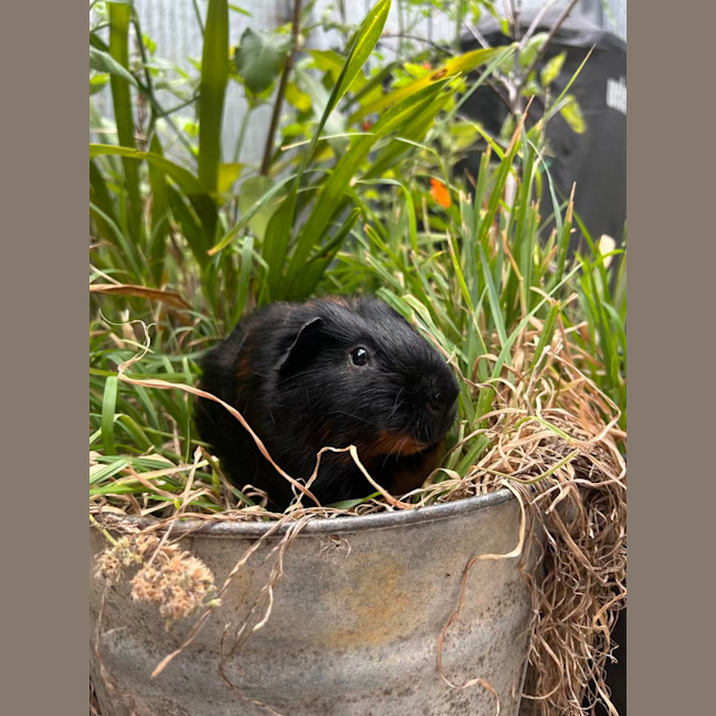 Photo of Oliver