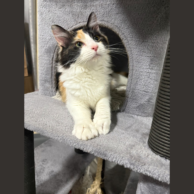 Photo of Callie