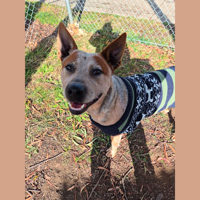 Photo of Barry 🐾