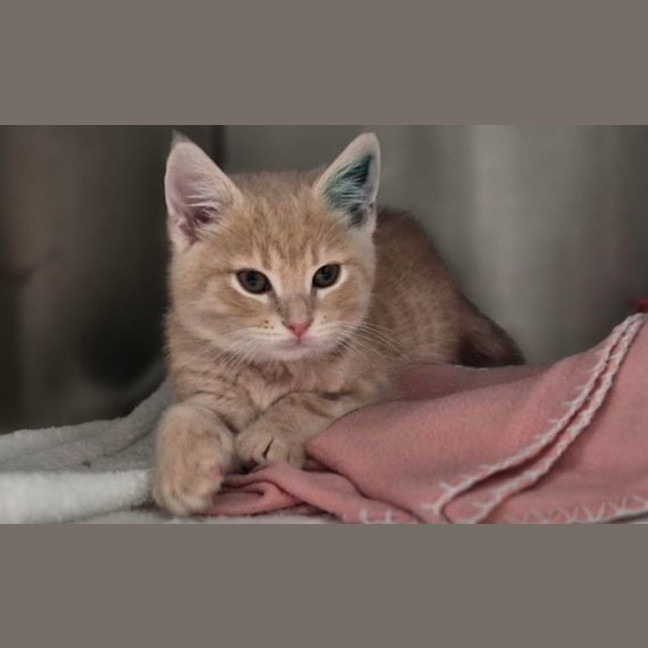 Photo of Louie