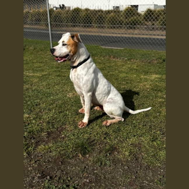 Photo of Holly (68362)