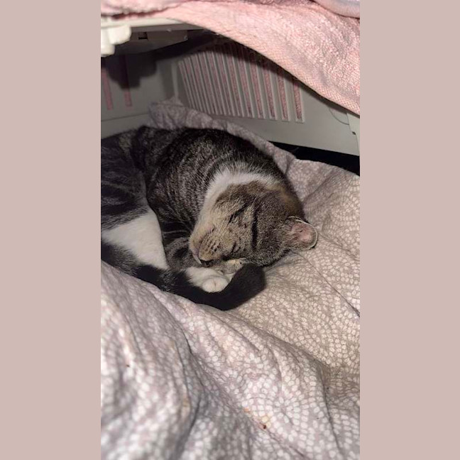 Photo of Toby