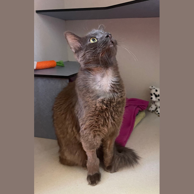 Photo of Shadow