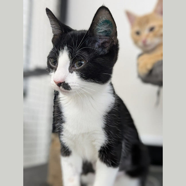 Photo of 🎀 Snapple 5746 🎀