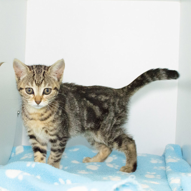 Photo of Lyra