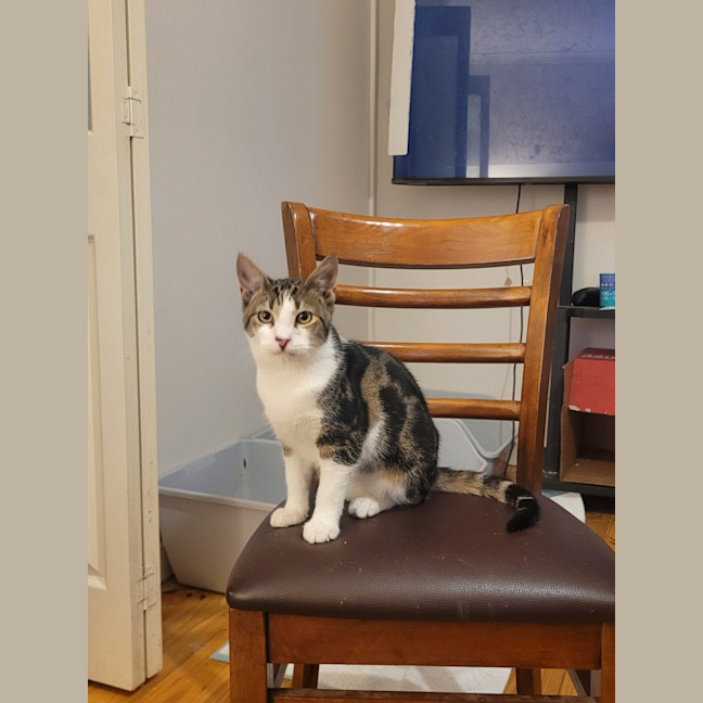 Photo of Oreo