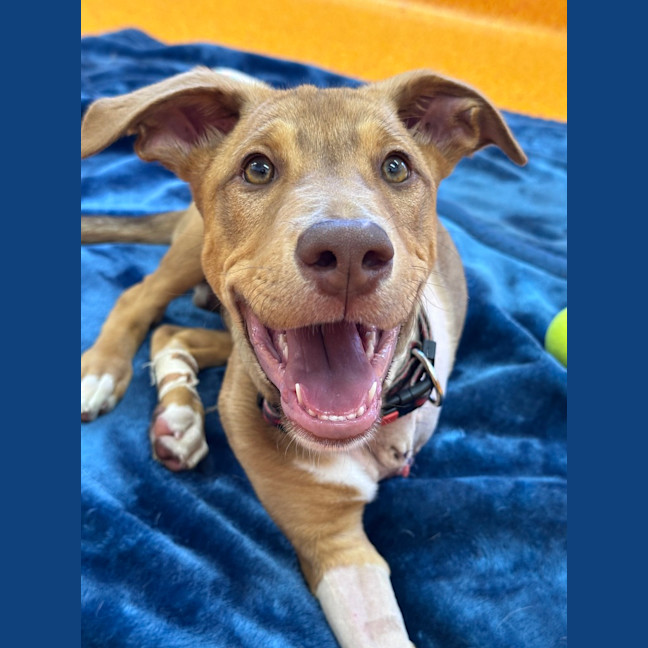 Photo of Banjo