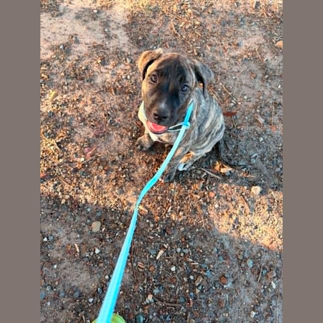 Photo of Rocky