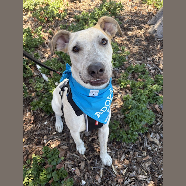 Photo of Pedro *$350 Adoption Fee*