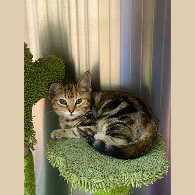 Photo of Savannah 