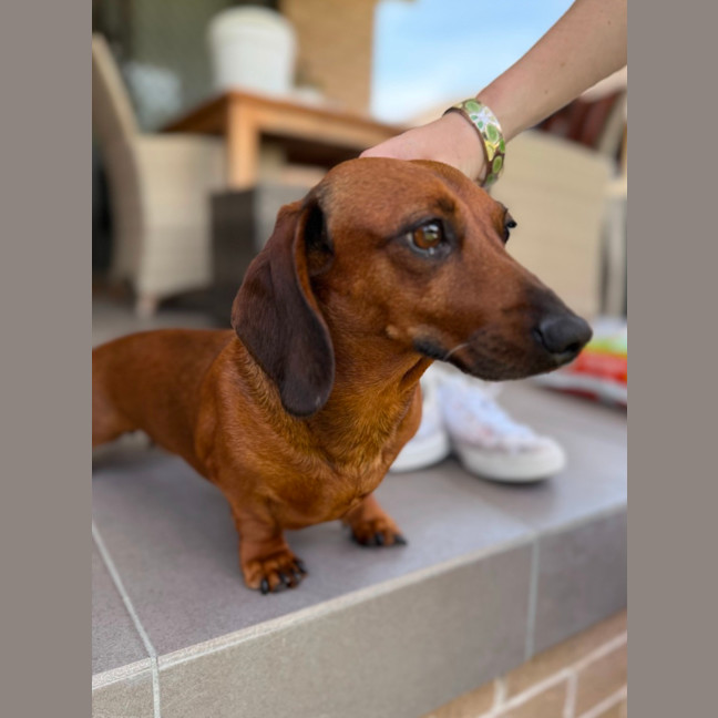 Photo of Edwina   4 Year Old Dachshund