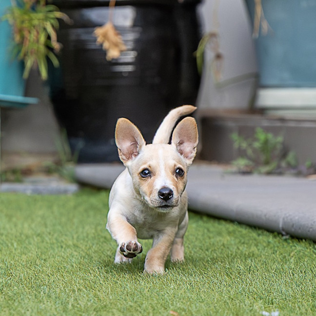 Photo of Daisy