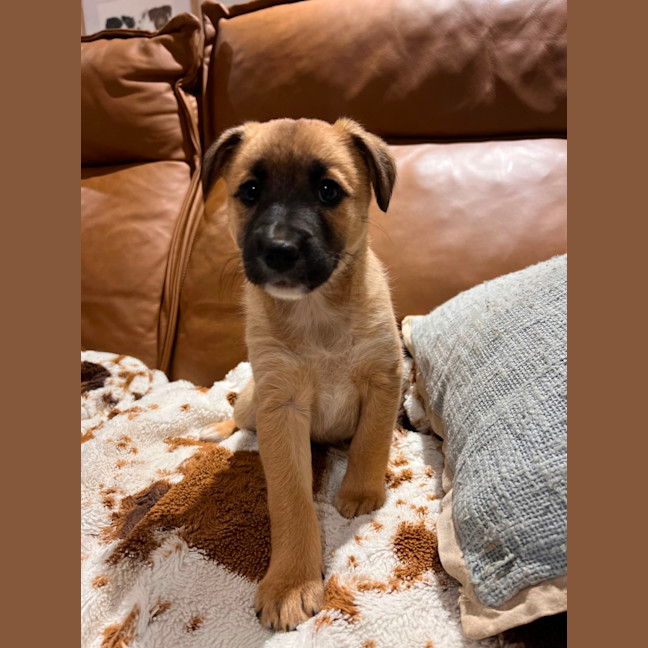 Photo of Nova 
