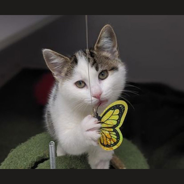 Photo of Sassy