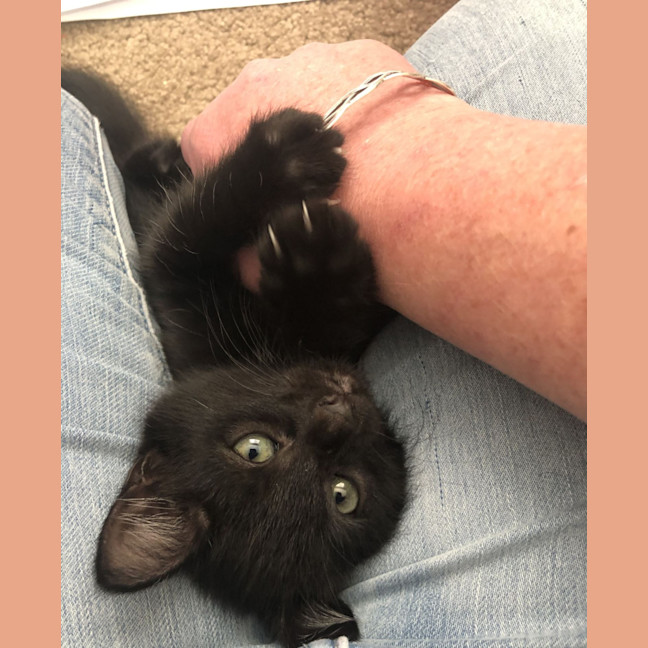 Photo of Kyle   2 Month Old Domestic Short Hair (Trial)