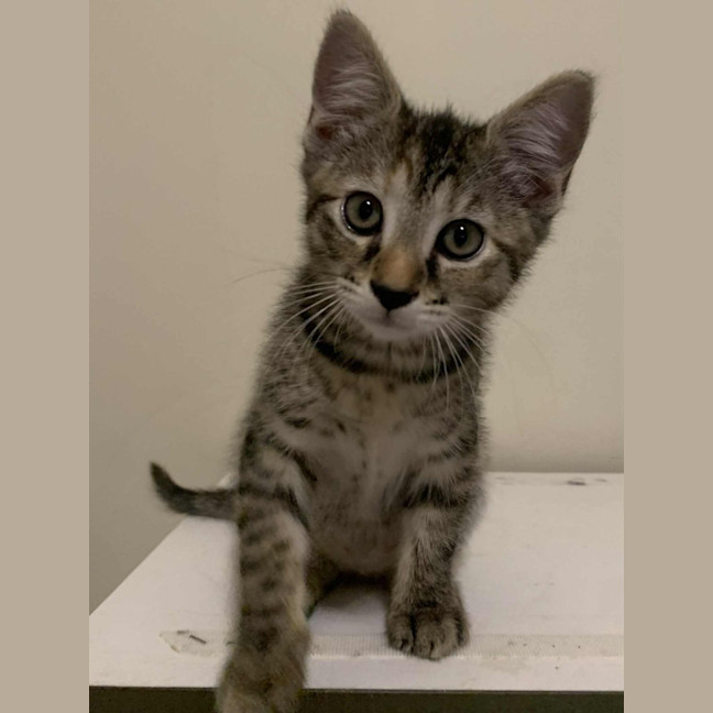 Photo of Remy