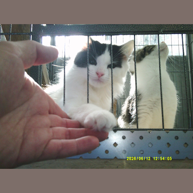 Photo of Munchkin Barclay