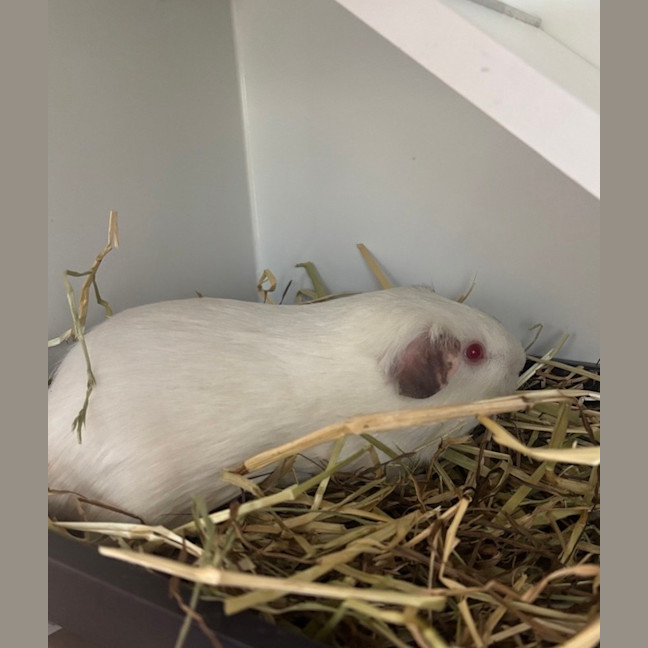 Photo of Pearl