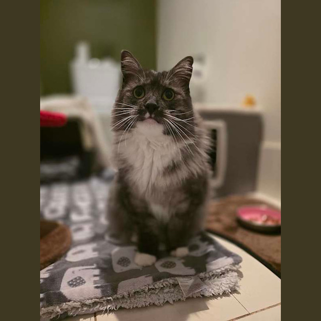 Photo of Cornelius