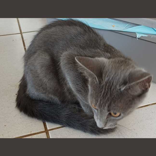 Photo of Smokey 2
