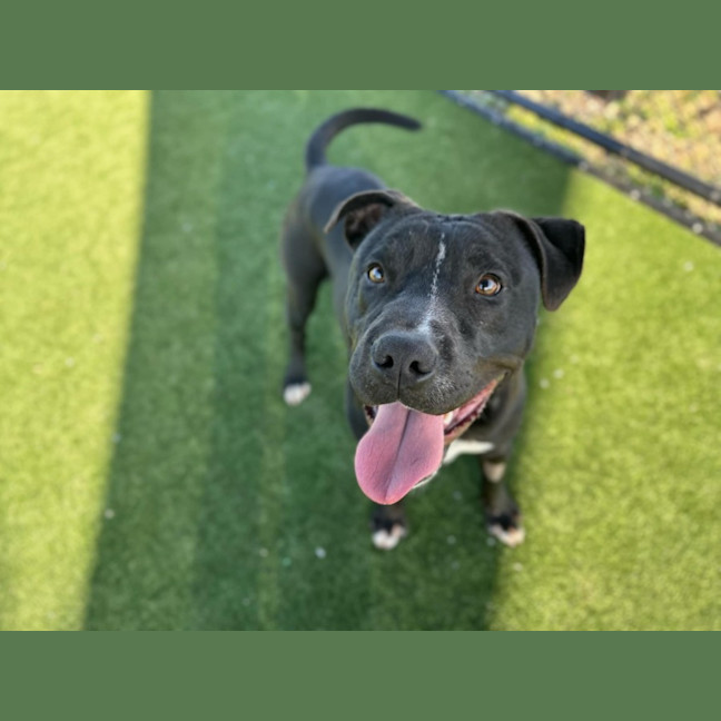 Photo of Baz Imp 962