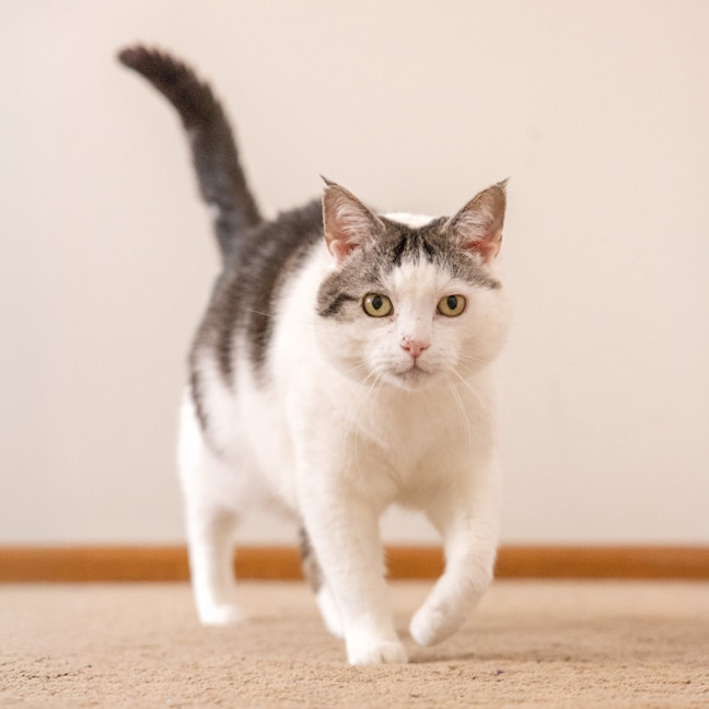 Photo of Tom   In Foster Care In Reservoir