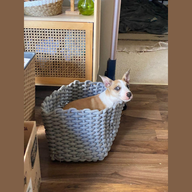Photo of Maple