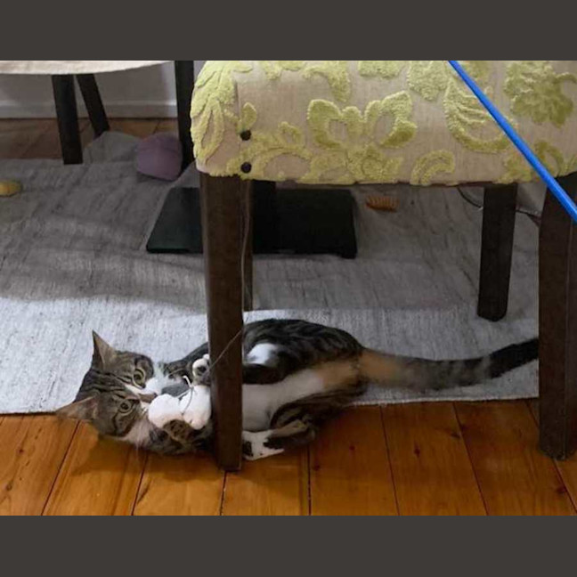 Photo of Maple