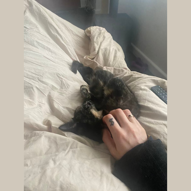 Photo of Zelda