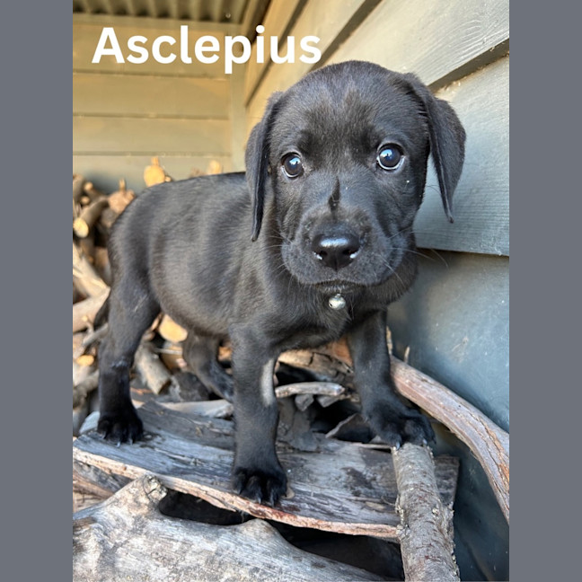 Photo of Thanatos Litter