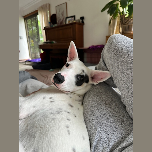Photo of Luna Lou   1 Year Old Staffy X