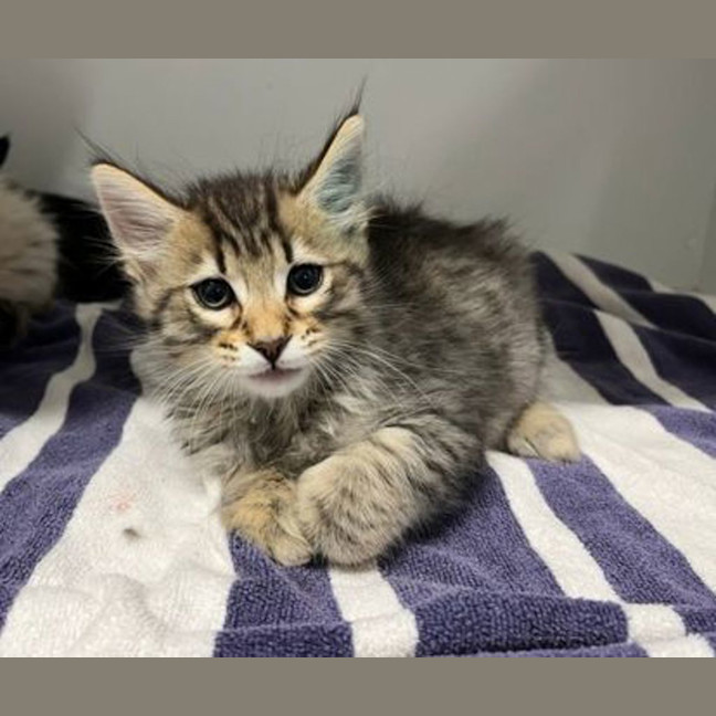 Photo of Dr. Crostoli