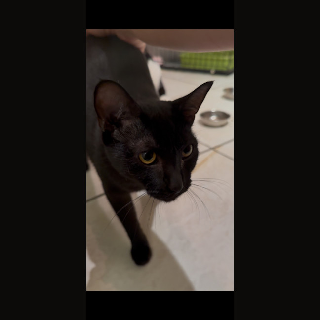 Photo of Nova
