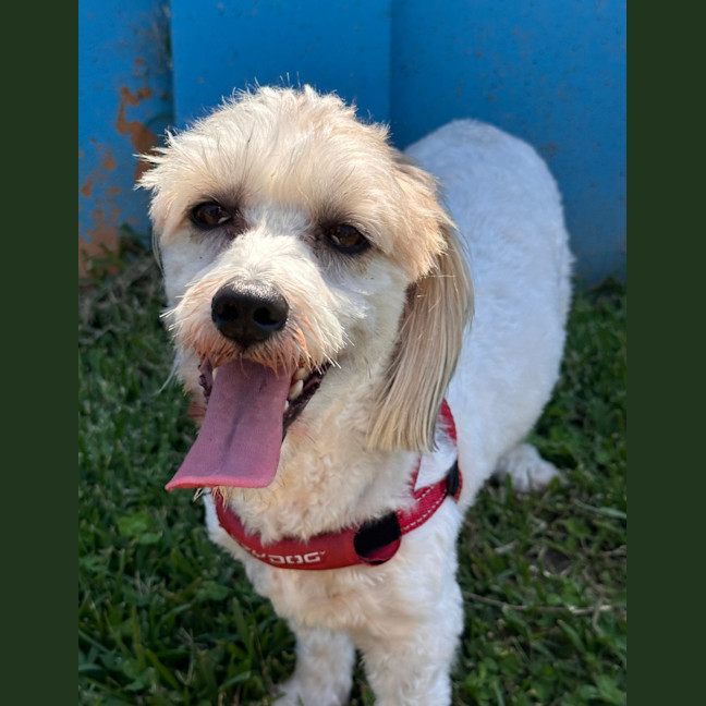Photo of Chester
