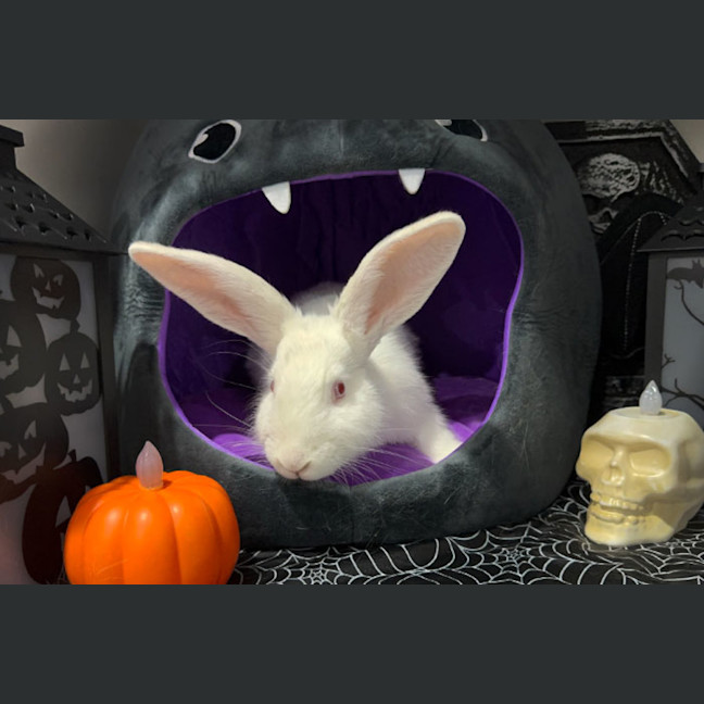 Photo of Bunilla Ice