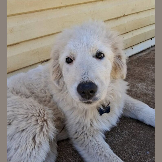Photo of Bruno